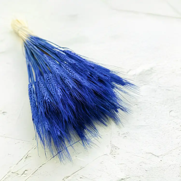 Pszenżyto suszone niebieskie kłosy bukiet triticale 6.png