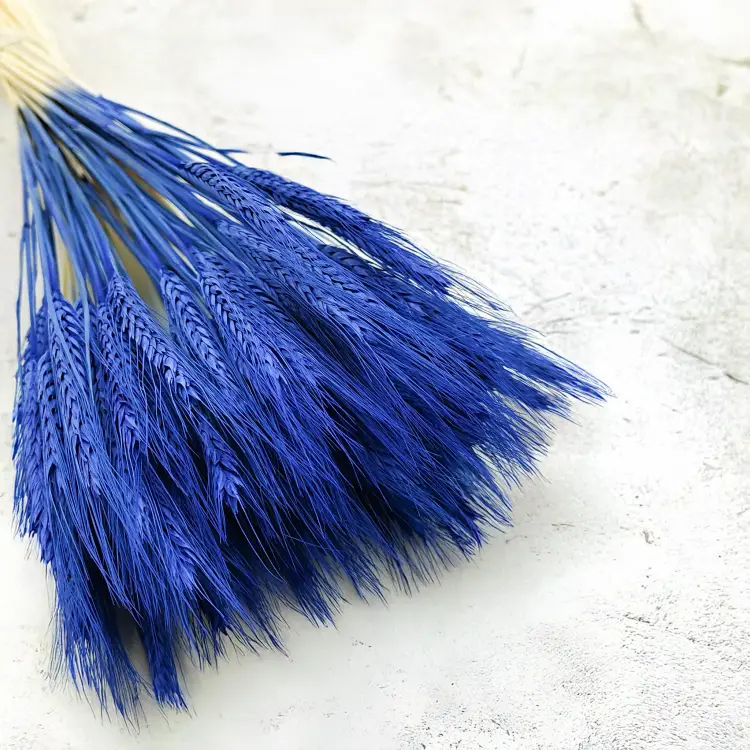 Pszenżyto suszone niebieskie kłosy bukiet triticale 7.png