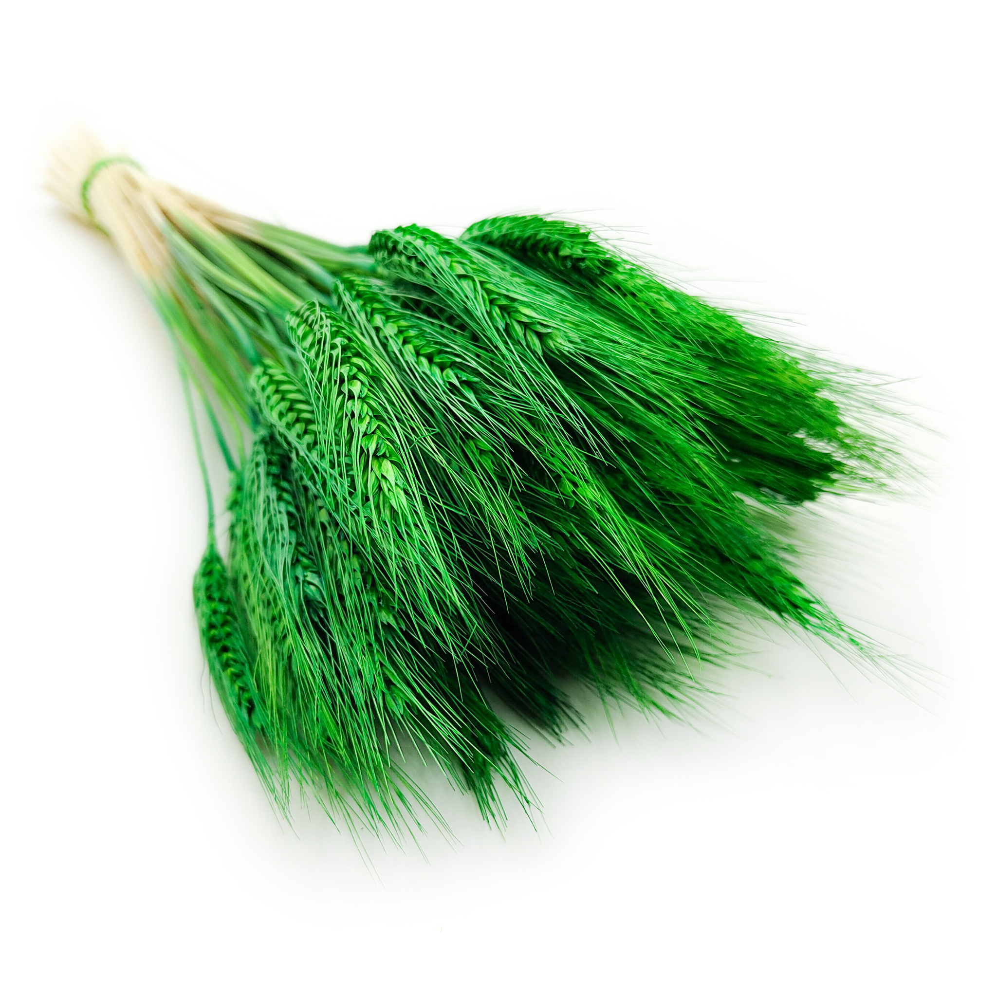 Pszenżyto Suszone - Zielone