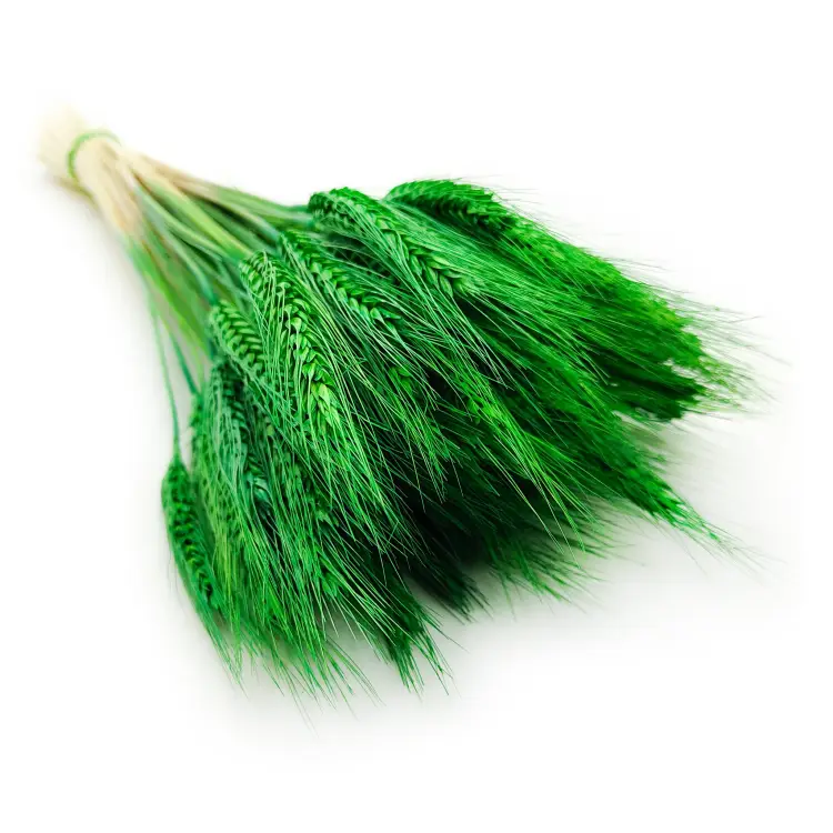 Pszenżyto zielone suszone kłosy bukiet 6.png