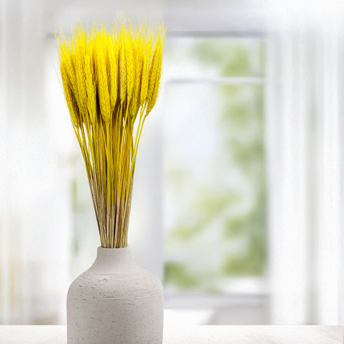 Pszenżyto żółte suszone triticale kłosy.png