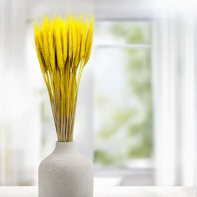 Pszenżyto żółte suszone triticale kłosy.png