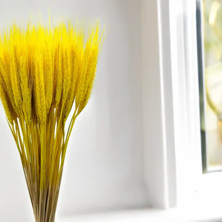 Pszenżyto żółte suszone triticale kłosy 2.png