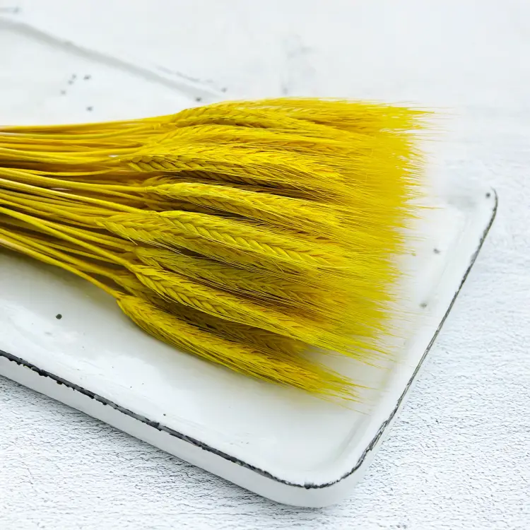 Pszenżyto żółte suszone triticale kłosy 3.png