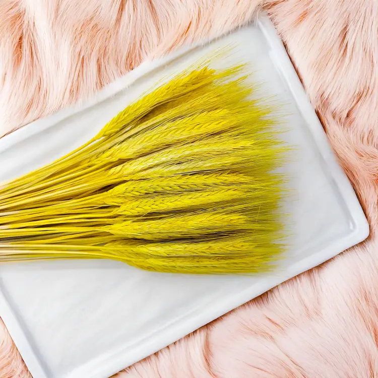 Pszenżyto żółte suszone triticale kłosy 4.png