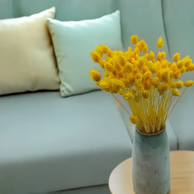 Suszony Phalaris - Kanar - (Mozga kanaryjska) - Żółty 3.png