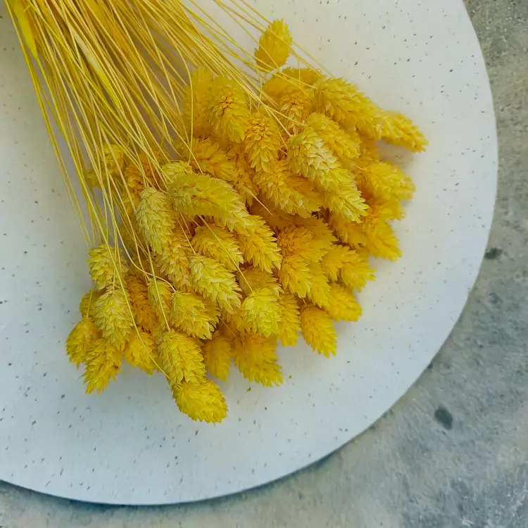 Suszony Phalaris - Kanar - (Mozga kanaryjska) - Żółty 5.png