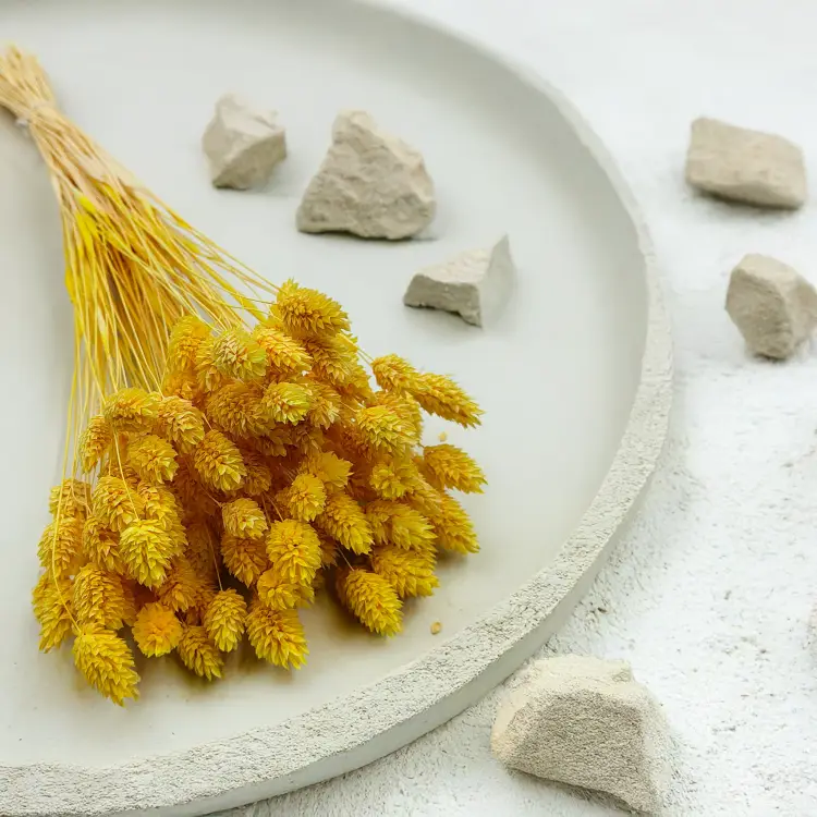 Suszony Phalaris - Kanar - (Mozga kanaryjska) - Żółty 6.png