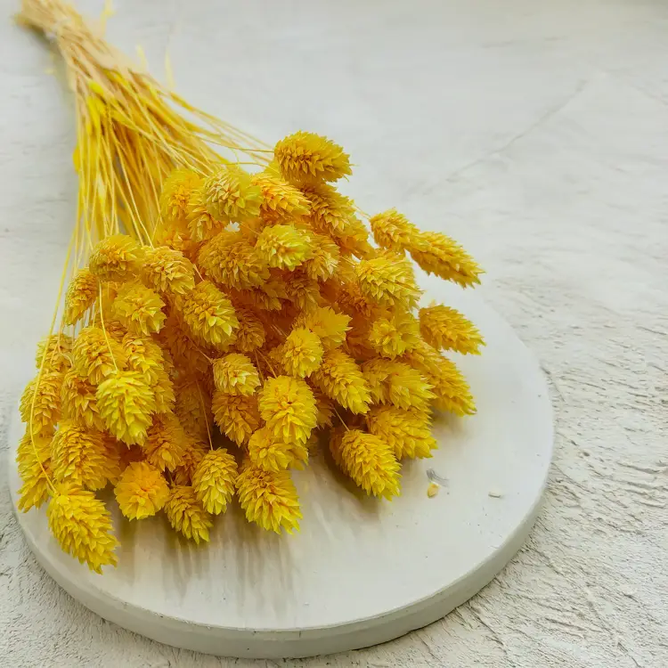 Suszony Phalaris - Kanar - (Mozga kanaryjska) - Żółty 7.png