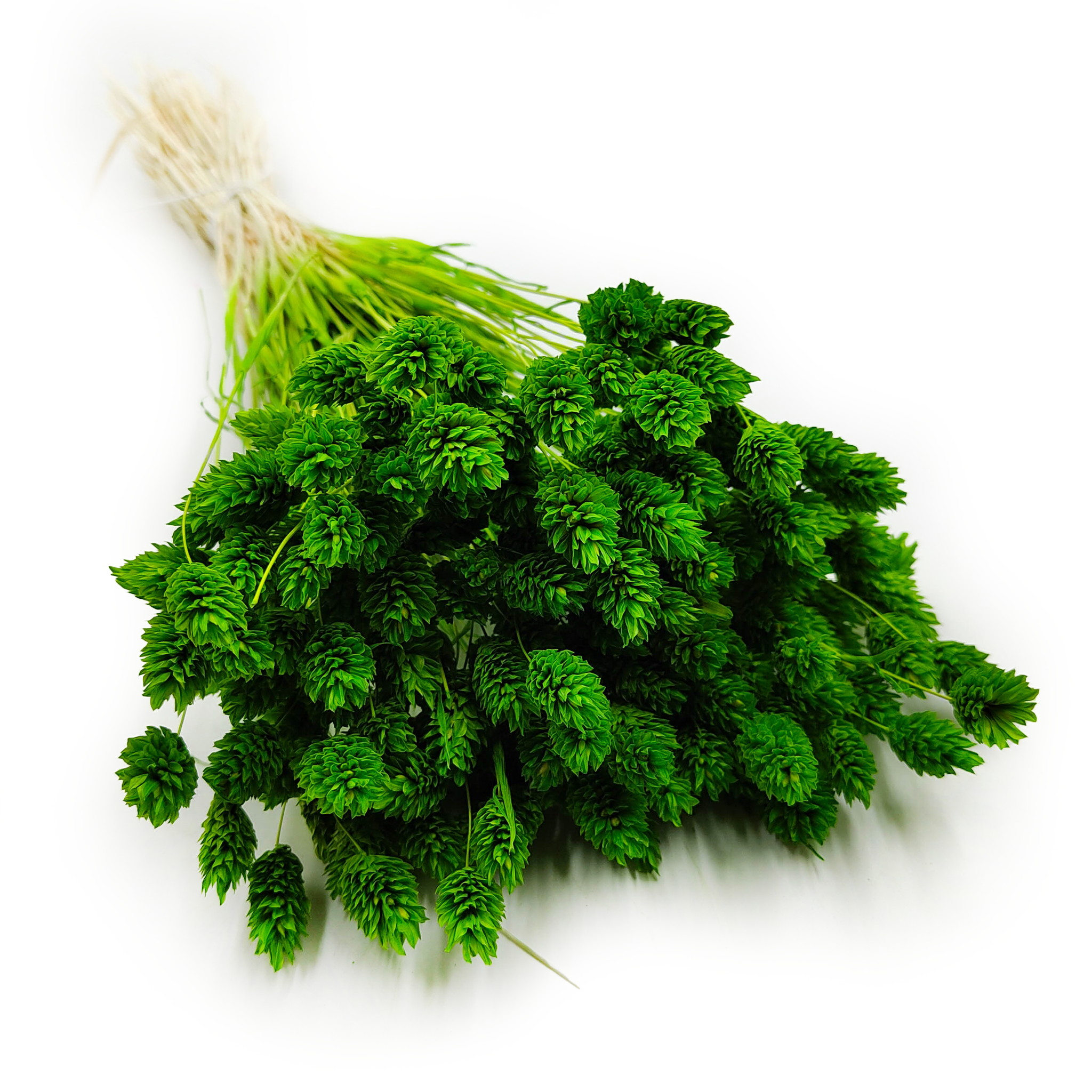 Suszony Phalaris - Kanar - (Mozga kanaryjska) - Zielony