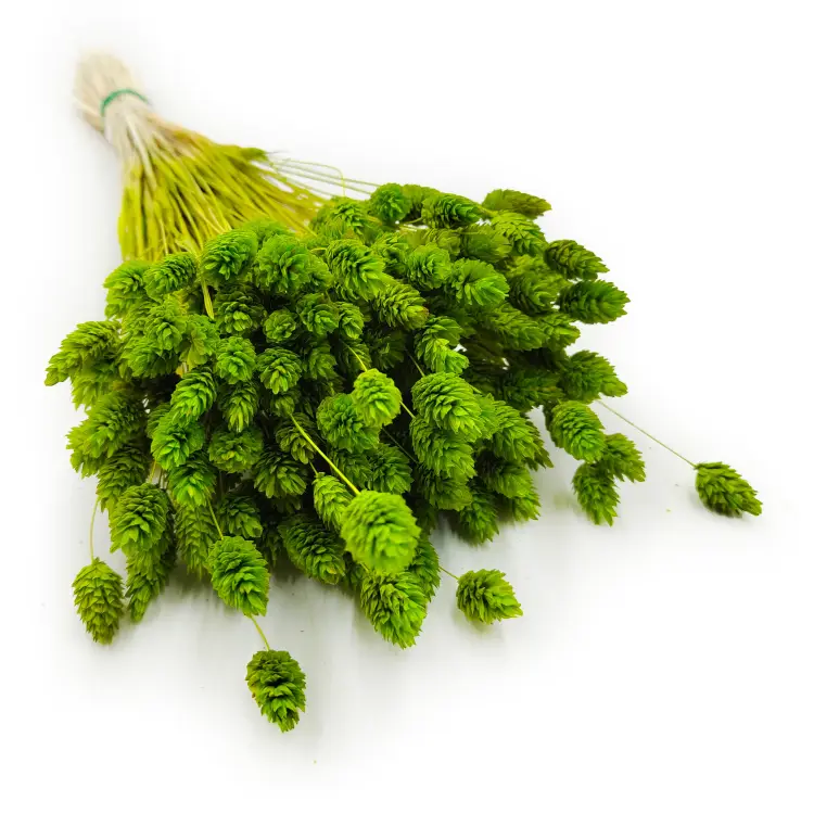 Suszony Phalaris - Kanar - (Mozga kanaryjska) - Seledynowy 7.png