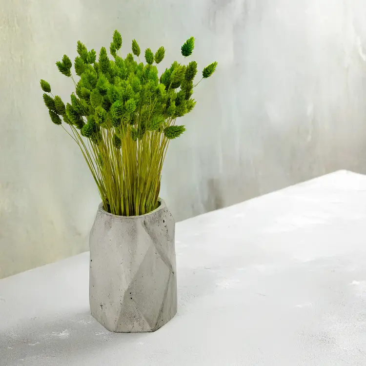 Suszony Phalaris - Kanar - (Mozga kanaryjska) - Seledynowy 1.png