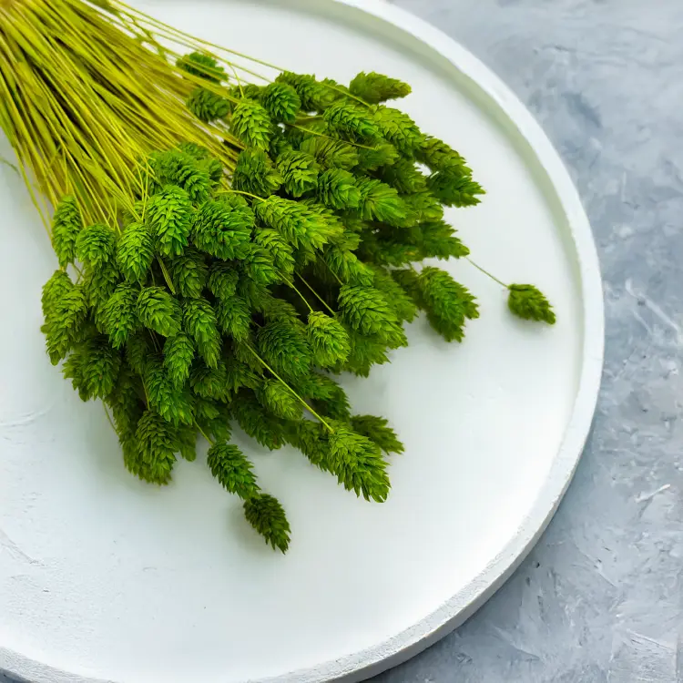 Suszony Phalaris - Kanar - (Mozga kanaryjska) - Seledynowy 3.png