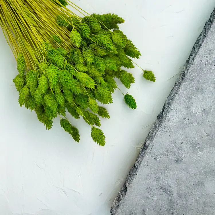 Suszony Phalaris - Kanar - (Mozga kanaryjska) - Seledynowy 4.png