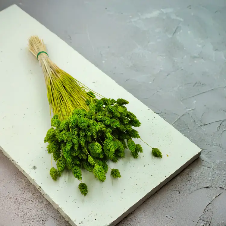 Suszony Phalaris - Kanar - (Mozga kanaryjska) - Seledynowy 5.png