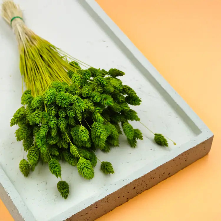 Suszony Phalaris - Kanar - (Mozga kanaryjska) - Seledynowy 6.png