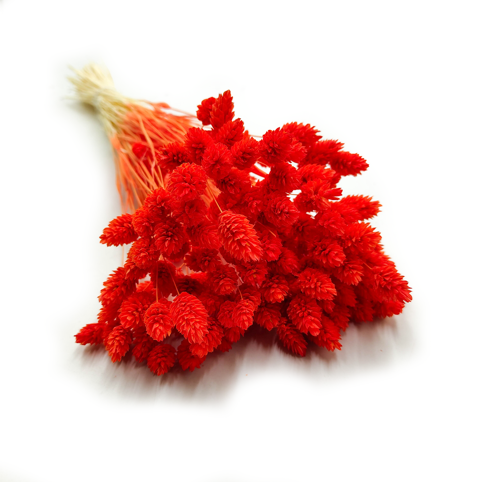 Suszony Phalaris - Kanar - (Mozga kanaryjska) - Pomarańczowy