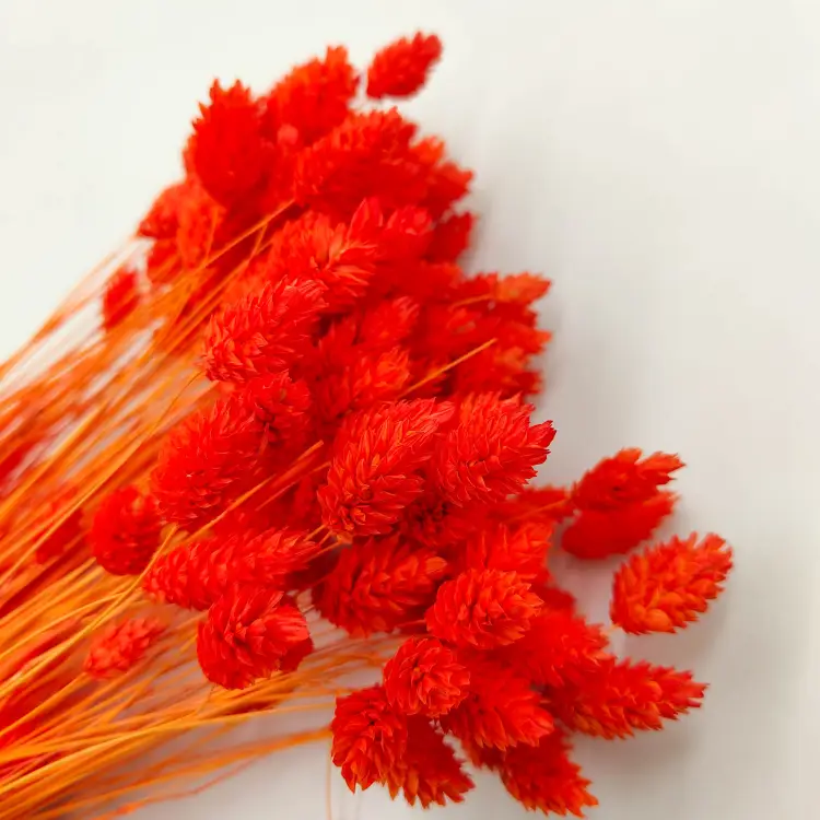 Kanar Phalaris Pomarańczowy.png