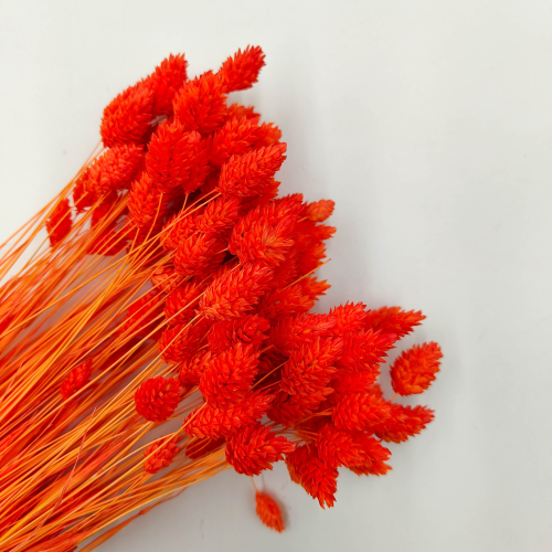 Kanar Phalaris suszony Pomarańczowy bukiet zbl.png