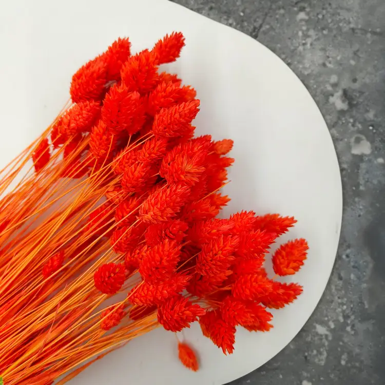 Kanar Phalaris suszony Pomarańczowy bukiet zbl1.png