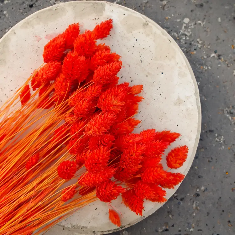 Kanar Phalaris suszony Pomarańczowy bukiet zbl2.png