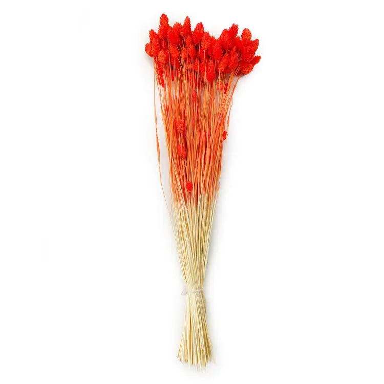 Kanar Phalaris suszony Pomarańczowy bukiet.png