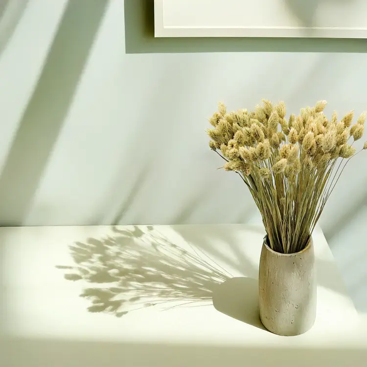 Suszony Phalaris - Kanar - (Mozga kanaryjska) - Naturalny 5.png