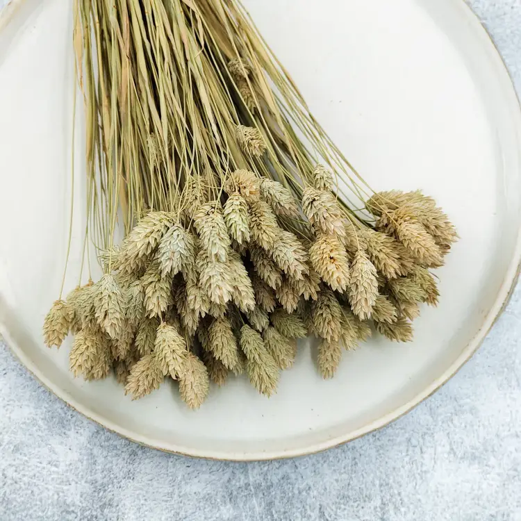 Suszony Phalaris - Kanar - (Mozga kanaryjska) - Naturalny 1.png