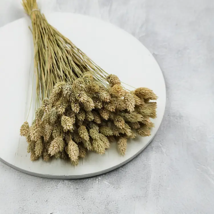 Suszony Phalaris - Kanar - (Mozga kanaryjska) - Naturalny 2.png