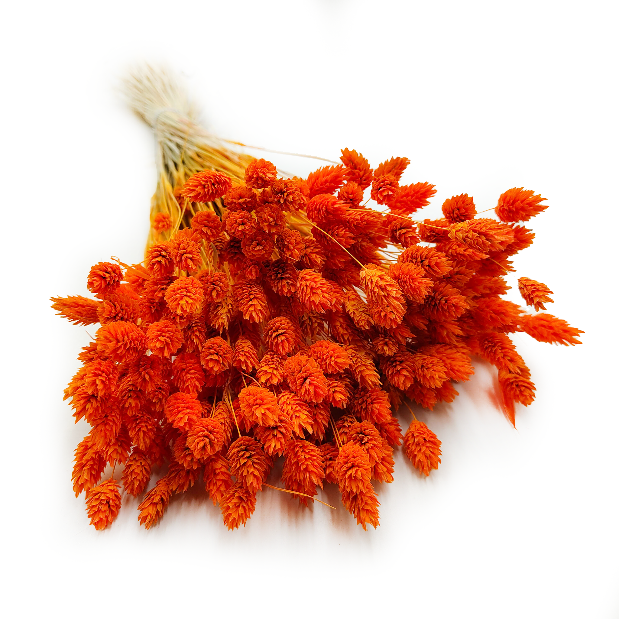 Suszony Phalaris - Kanar - (Mozga kanaryjska) - Mandarynkowy