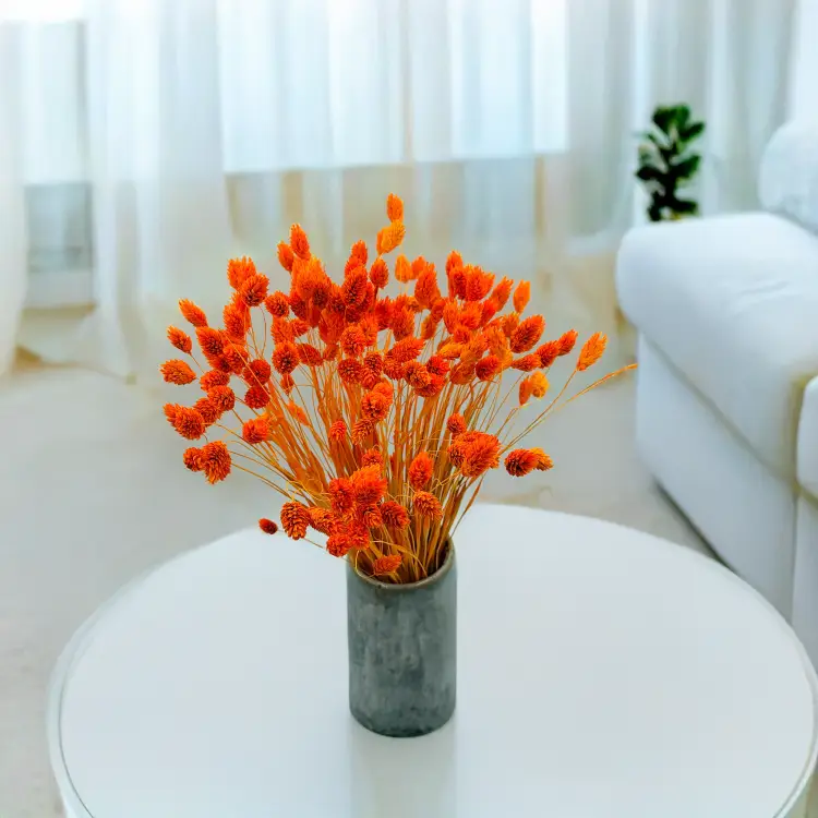 Suszony Phalaris - Kanar - (Mozga kanaryjska) - Mandarynka.png