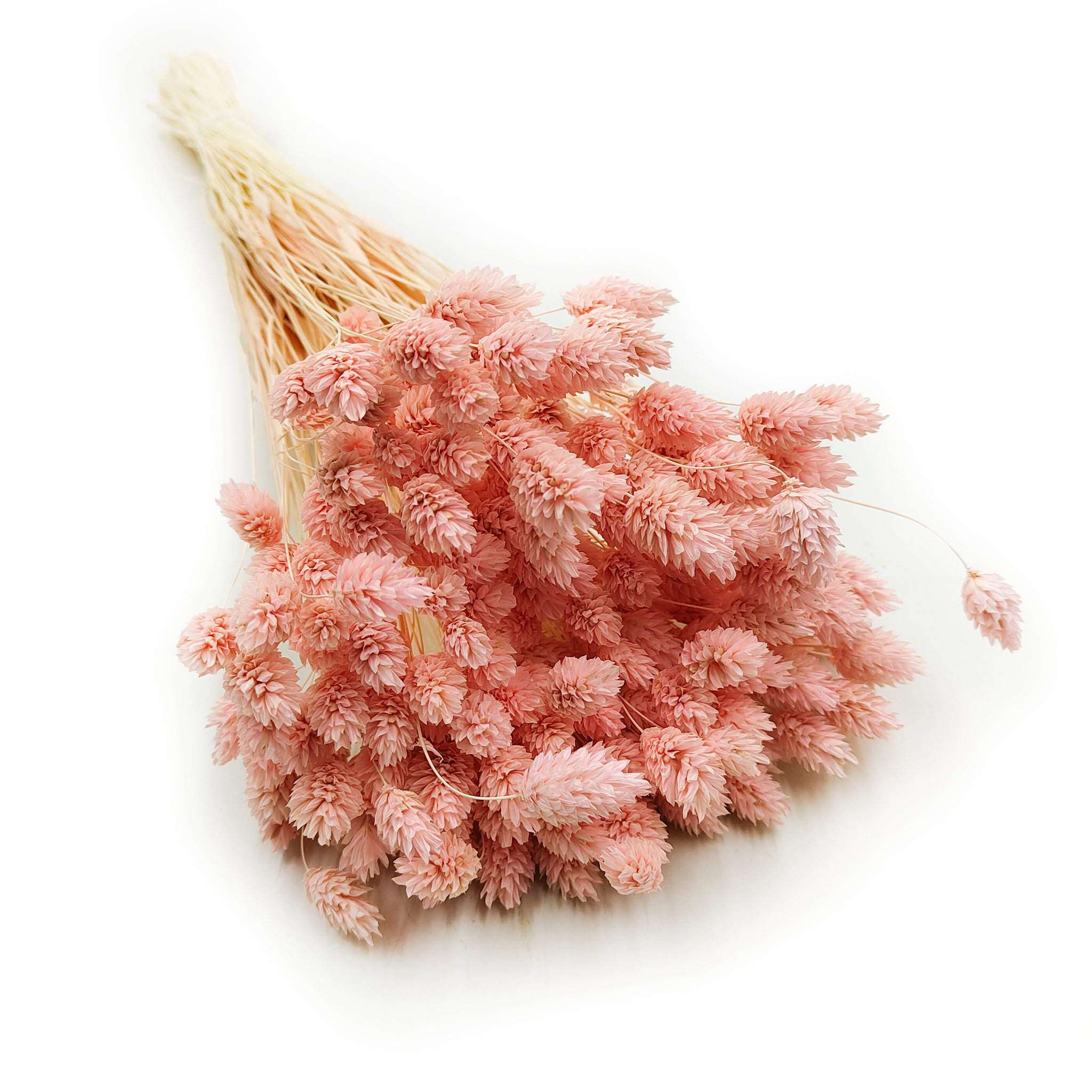 Suszony Phalaris - Kanar - (Mozga kanaryjska) - Łososiowy