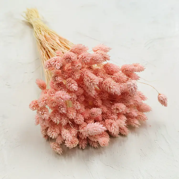 Suszony Phalaris - Kanar - (Mozga kanaryjska) - Łososiowy 4.png