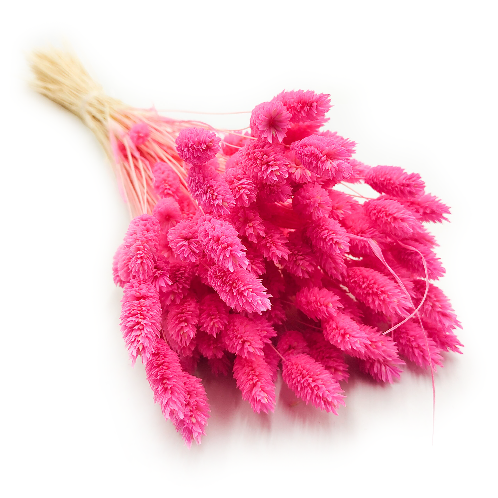 Suszony Phalaris - Kanar - (Mozga kanaryjska) - Fuksja