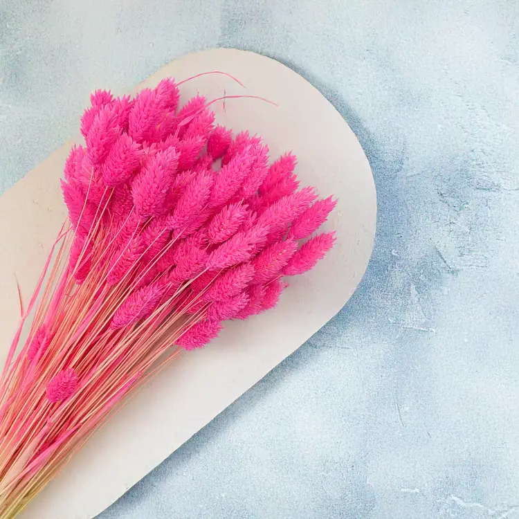 Kanar Phalaris Suszony Fuksja 1.png