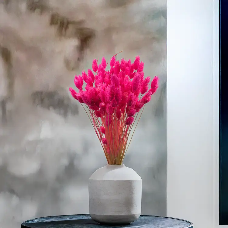 Kanar Phalaris Suszony Fuksja 5.png