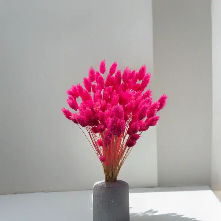 Kanar Phalaris Suszony Fuksja 6.png