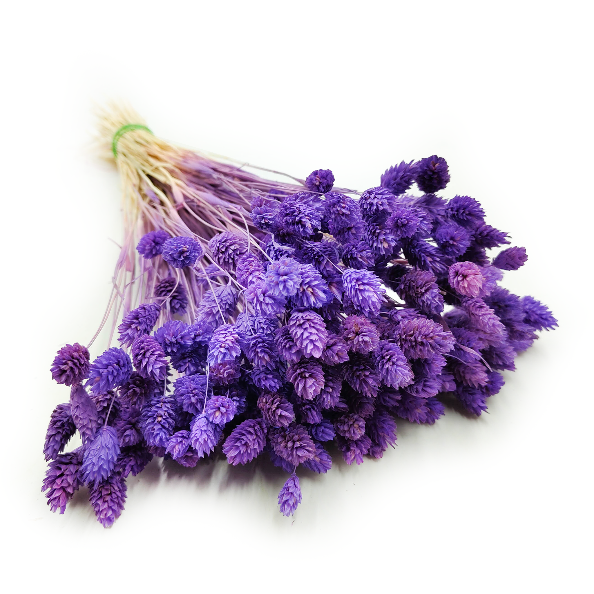 Suszony Phalaris - Kanar - (Mozga kanaryjska) - Fioletowy