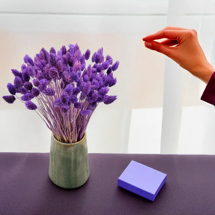 Suszony Phalaris - Kanar - (Mozga kanaryjska) - Fioletowy.png