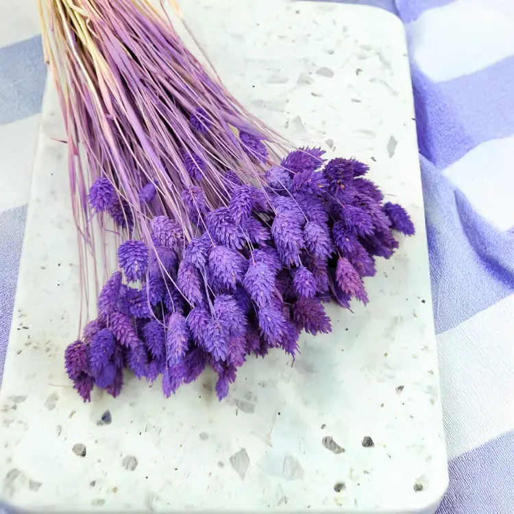 Suszony Phalaris - Kanar - (Mozga kanaryjska) - Fioletowy3.png