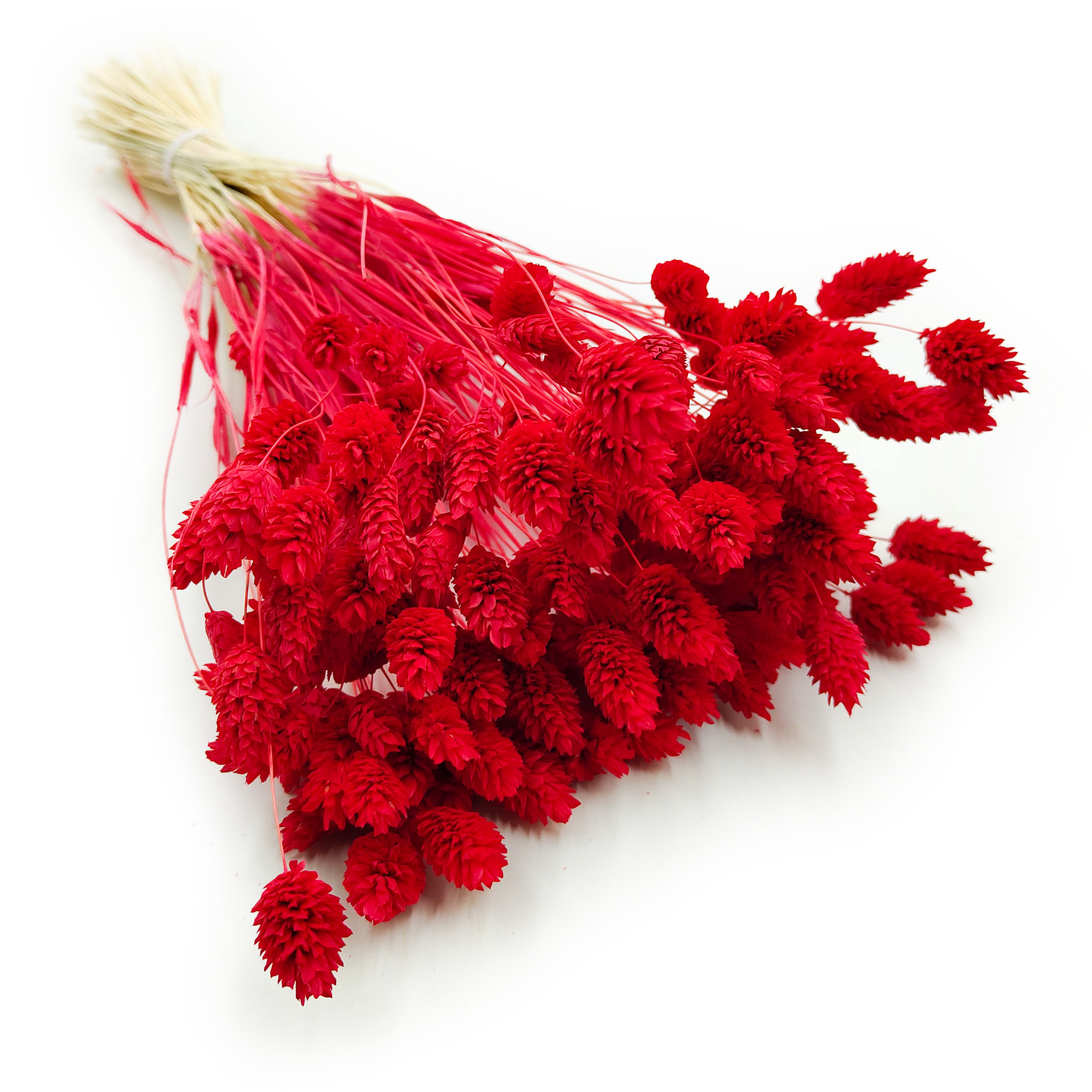 Suszony Phalaris - Kanar - (Mozga kanaryjska) - Czerwony