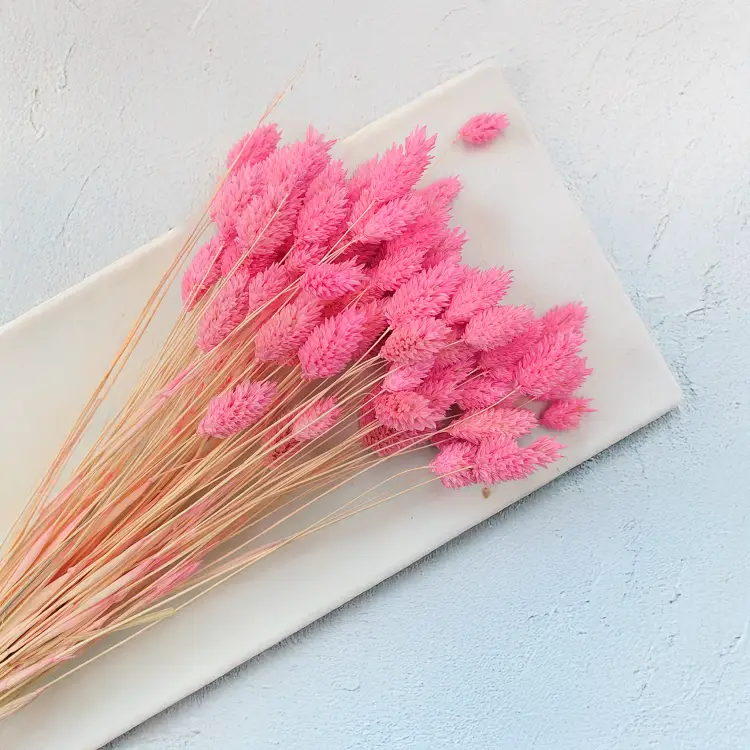 Suszony Phalaris - Kanar - (Mozga kanaryjska) - ciemnoróżowy 1.png