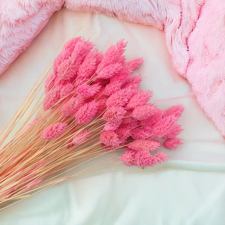 Suszony Phalaris - Kanar - (Mozga kanaryjska) - ciemnoróżowy 5.png