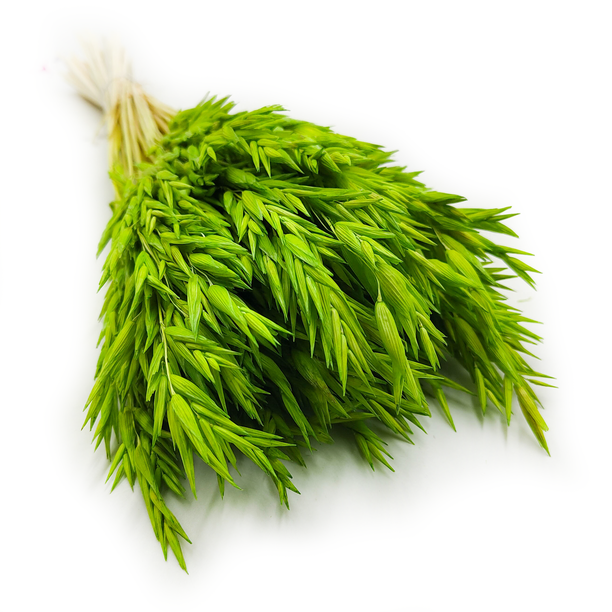 Owies Suszony - Seledynowy Zielony