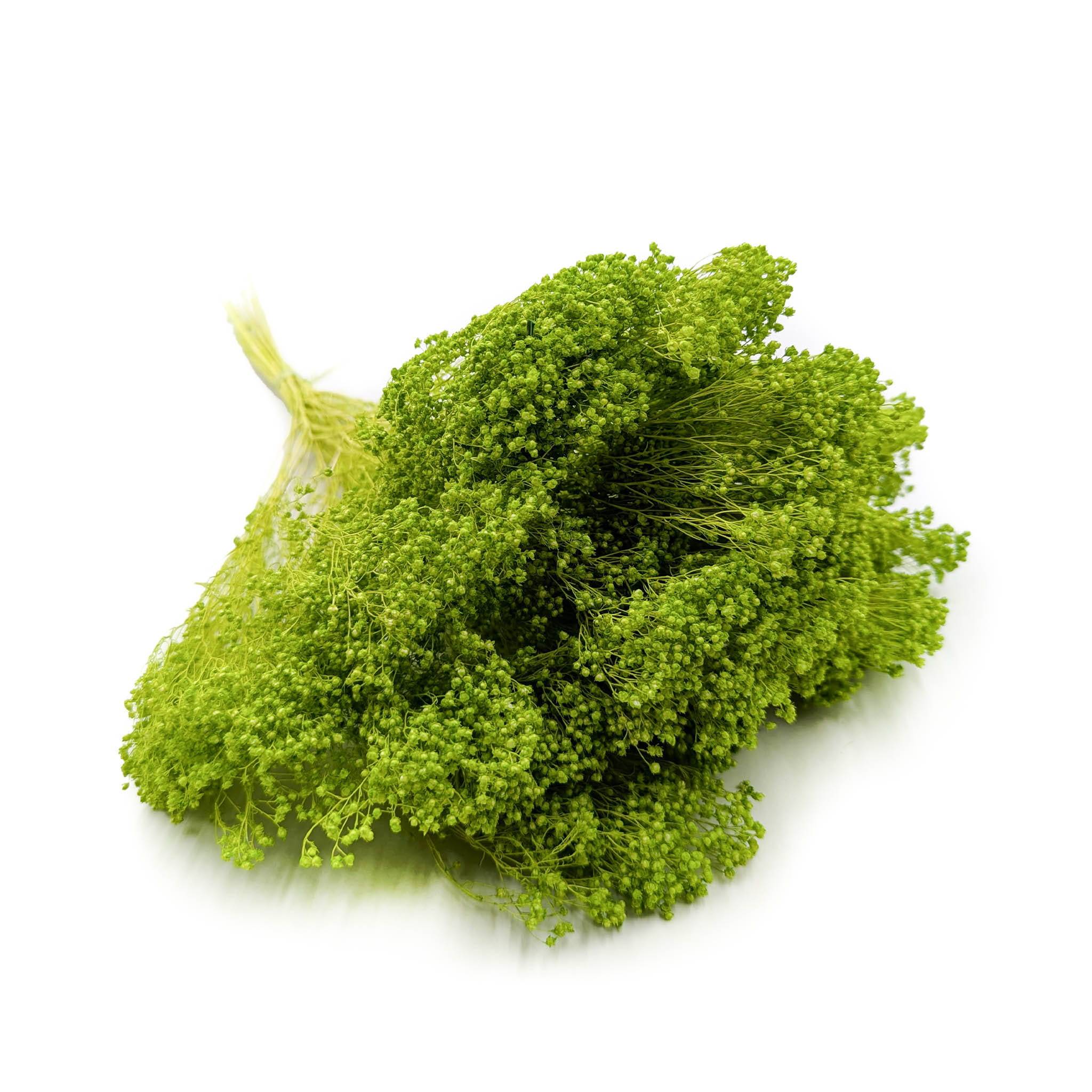 Suszony Broom Bloom - Żarnowiec - Jasnozielony