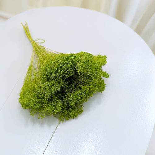 Broom Bloom zielony 1.jpg