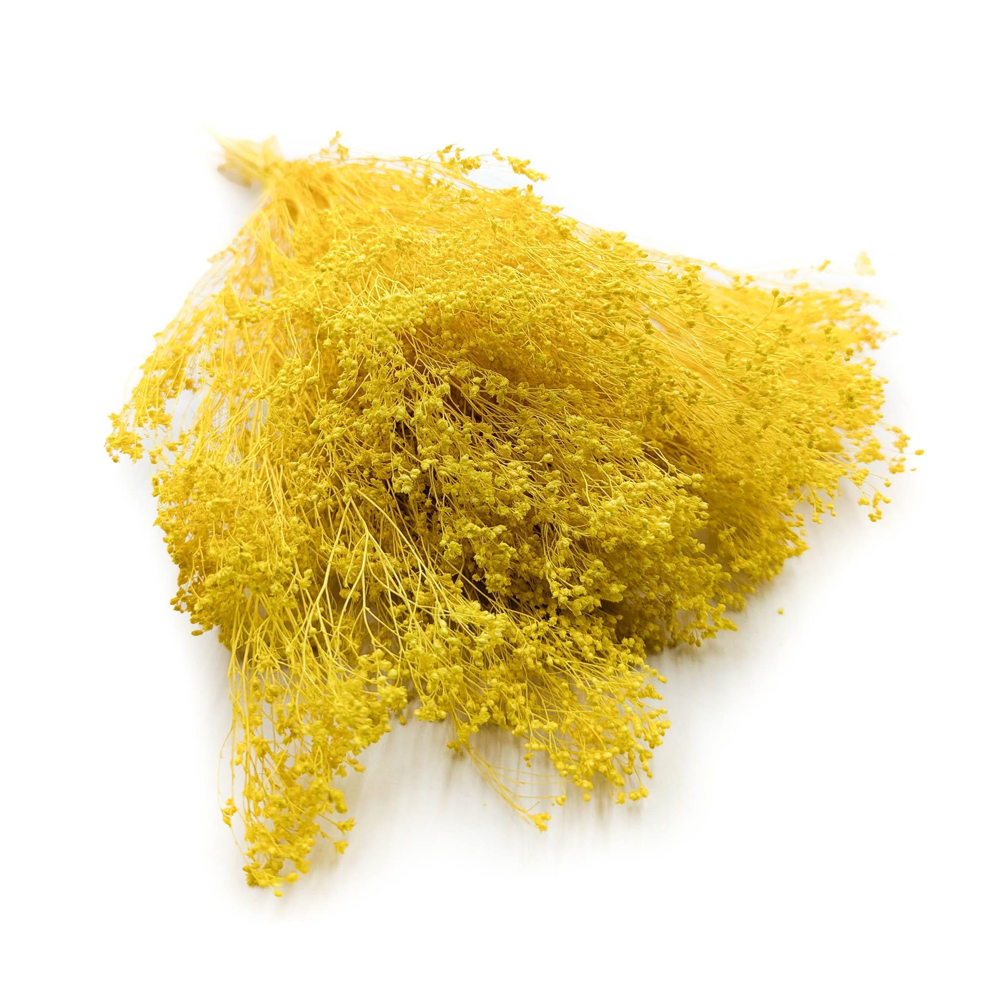 Suszony Broom Bloom - Żarnowiec - Żółty