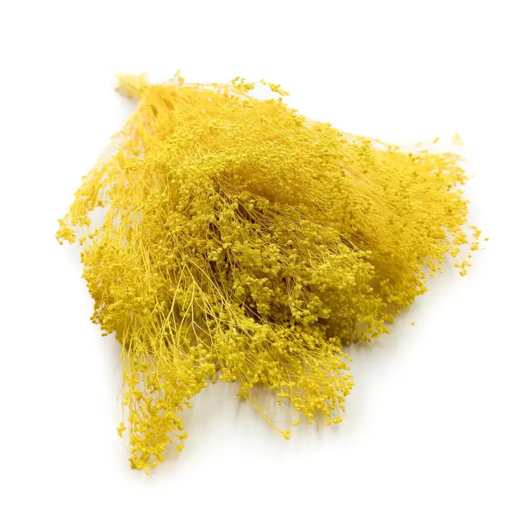 Broom Bloom żółty.jpg