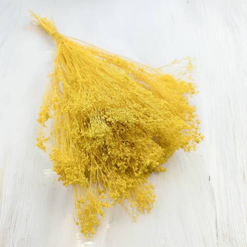 Broom Bloom żółty 1.jpg