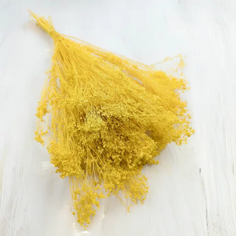 Broom Bloom żółty 1.jpg